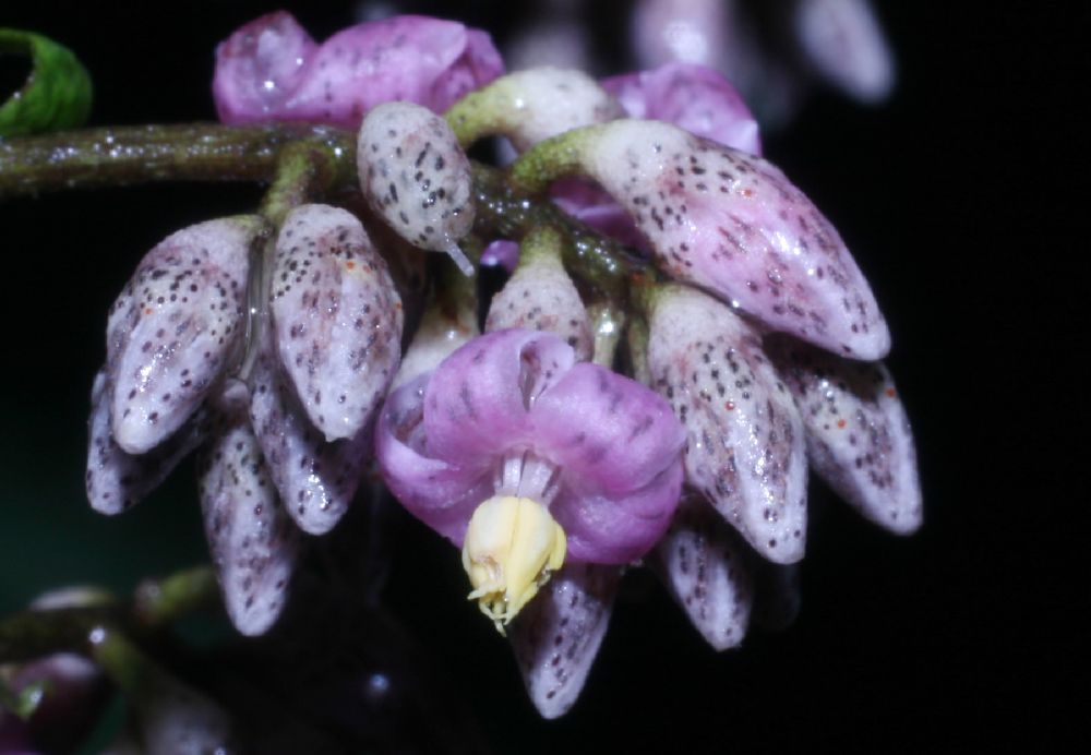 Primulaceae Ardisia nigropunctata