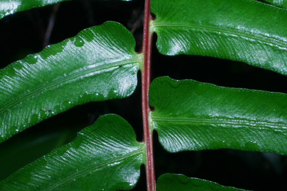 Blechnaceae Blechnum occidentale