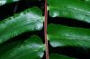 image of Blechnum occidentale