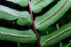 image of Blechnum occidentale