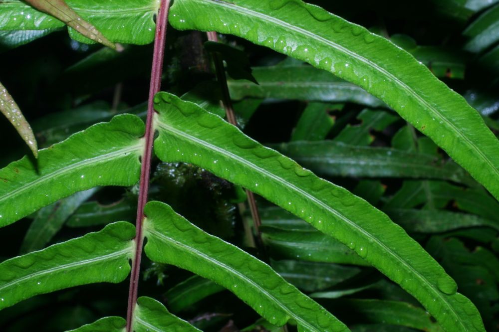 Blechnaceae Blechnum occidentale