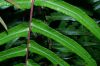 image of Blechnum occidentale