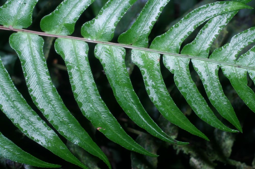 Blechnaceae Blechnum occidentale
