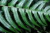 image of Blechnum occidentale
