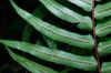 image of Blechnum occidentale