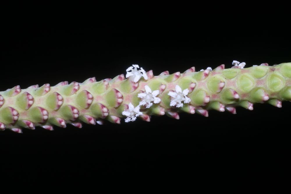 Arecaceae Calyptrogyne ghiesberghtiana