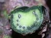 image of Campyloneurum brevifolium