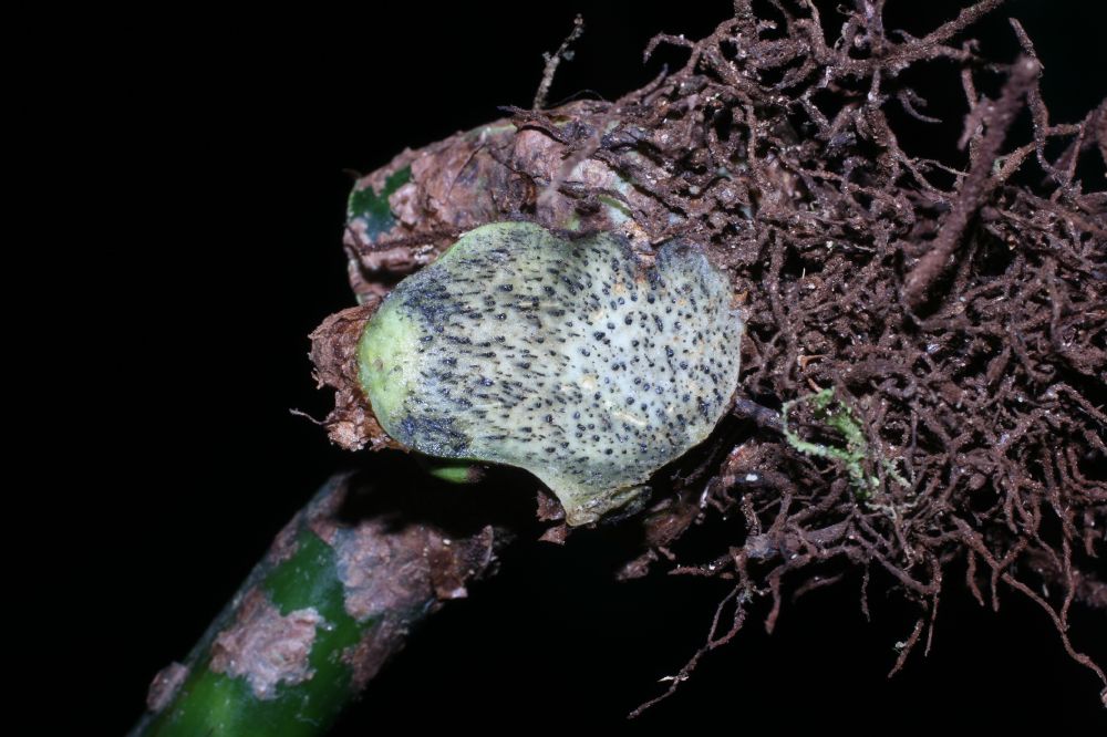 Polypodiaceae Campyloneurum brevifolium