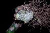 image of Campyloneurum brevifolium