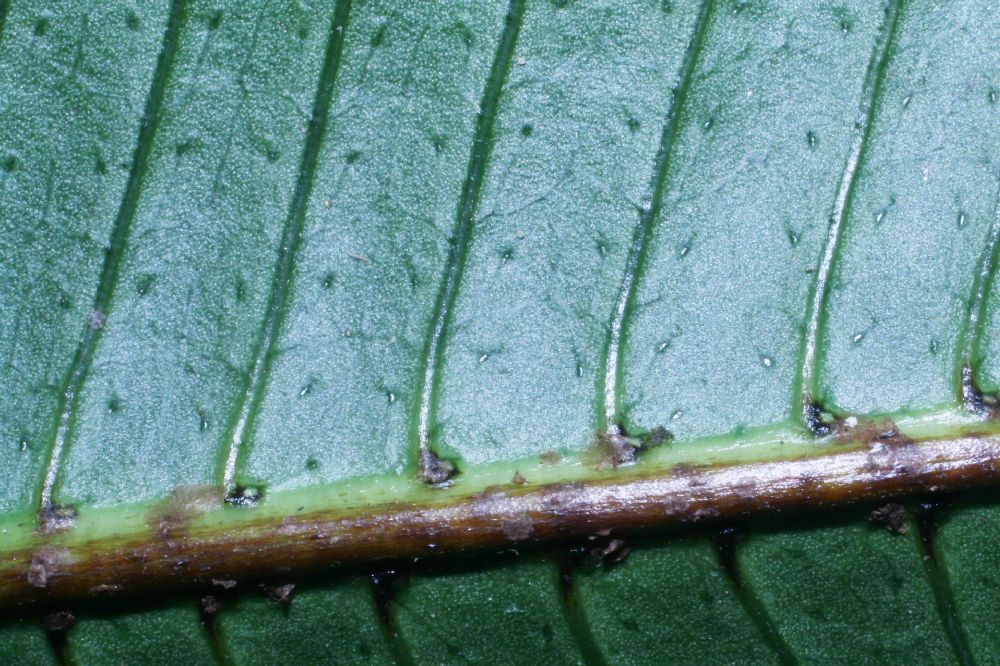 Polypodiaceae Campyloneurum brevifolium