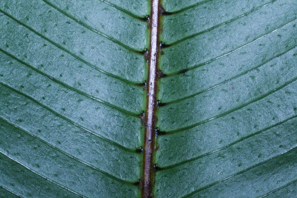 Polypodiaceae Campyloneurum brevifolium