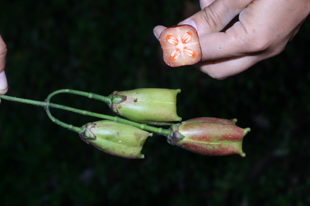 Clusiaceae Clusia gracilis