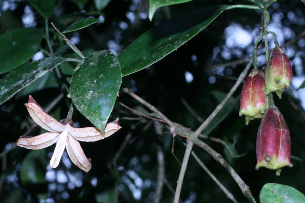 Clusiaceae Clusia gracilis