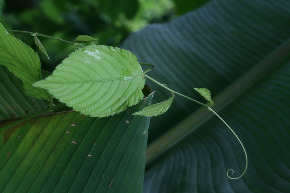 Rhamnaceae Gouania lupuloides