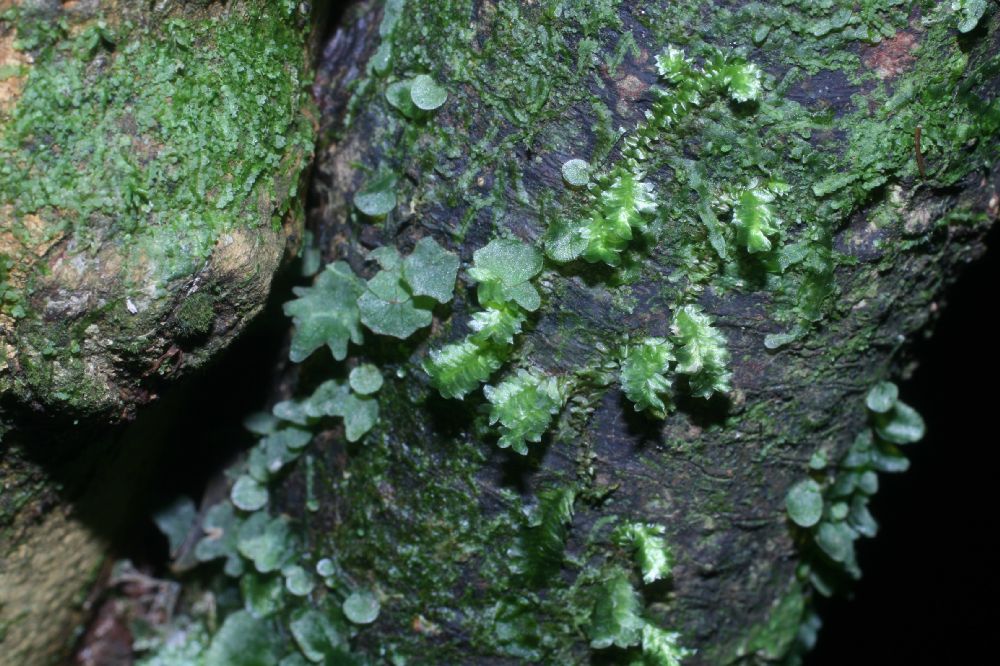 Hymenophyllaceae Didymoglossum angustifrons