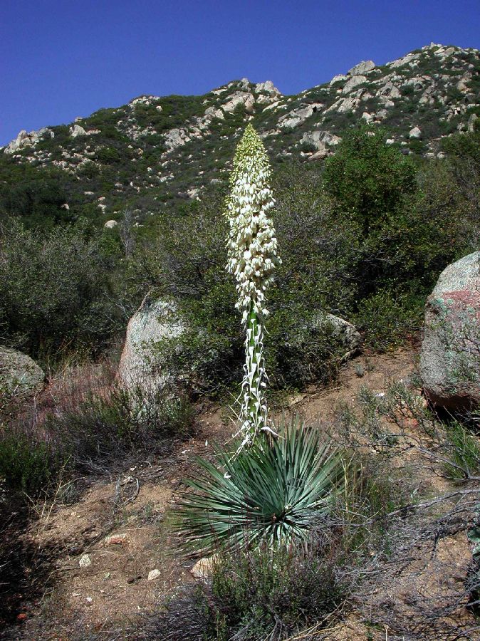 Asparagaceae Yucca whipplei