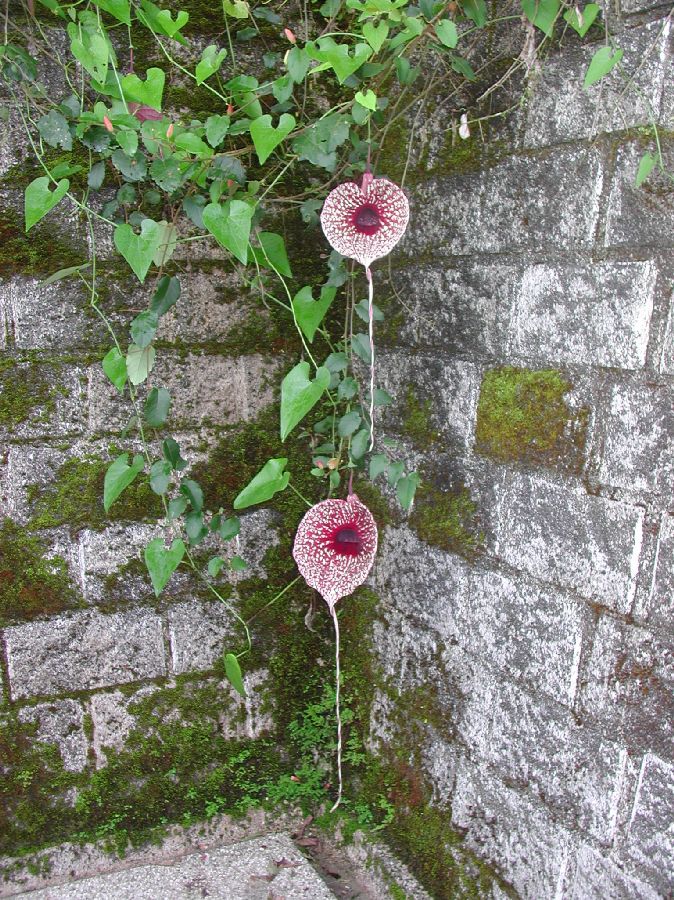 Aristolochiaceae Aristolochia grandiflora