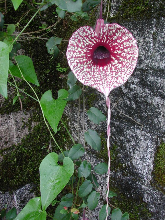 Aristolochiaceae Aristolochia grandiflora