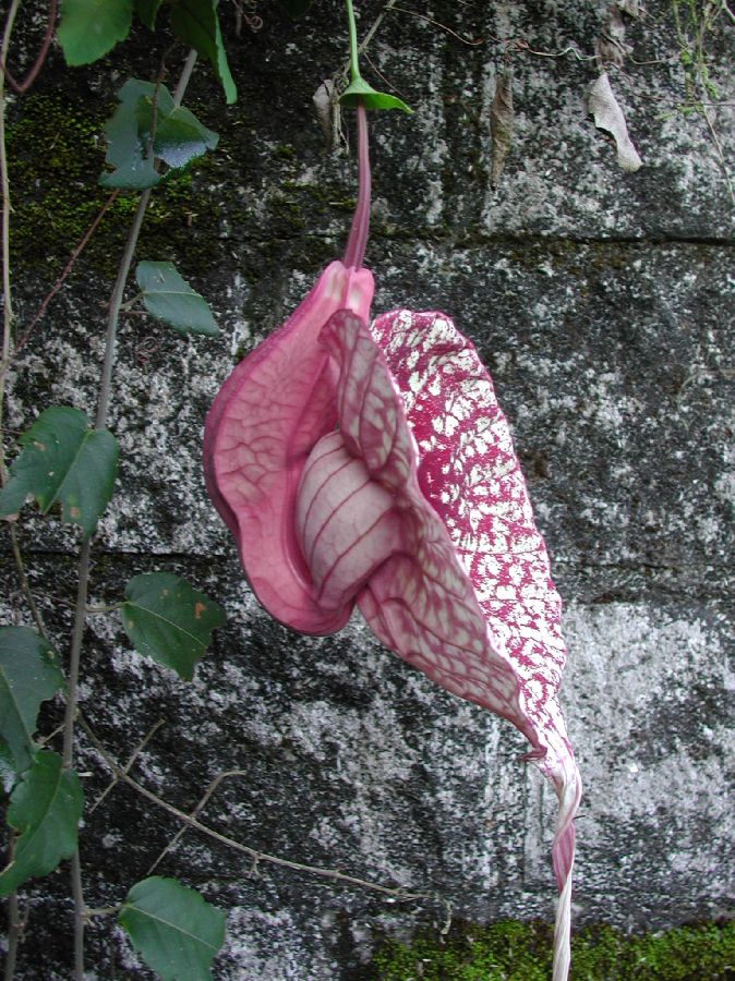 Aristolochiaceae Aristolochia grandiflora