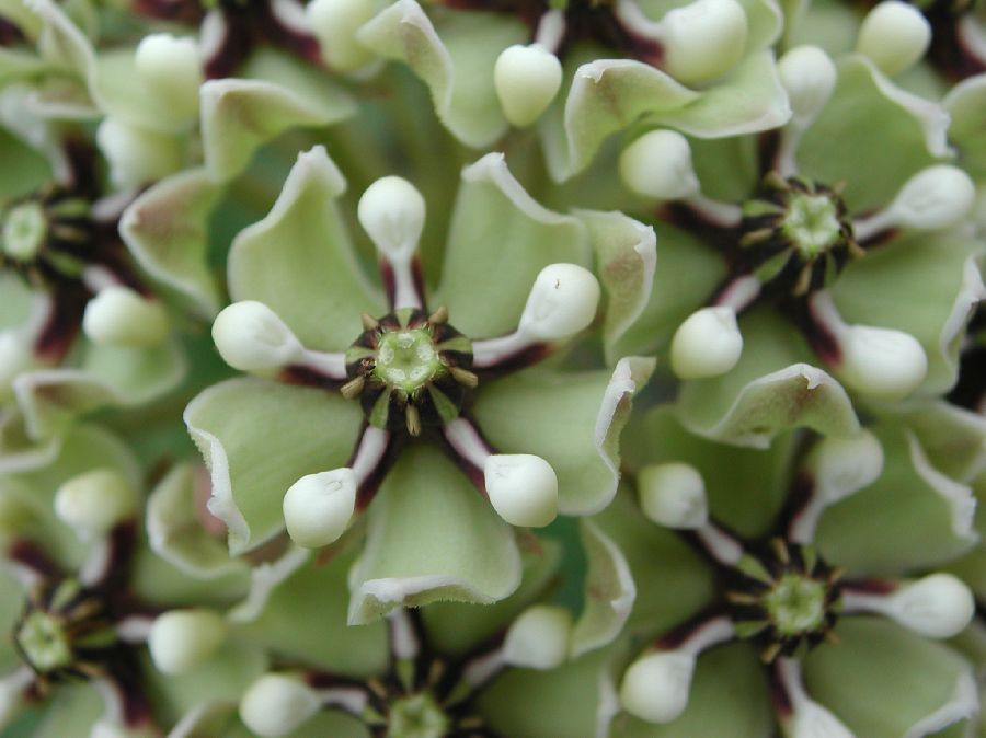 Apocynaceae Asclepias 