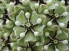 image of Asclepias 