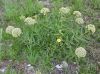 image of Asclepias 