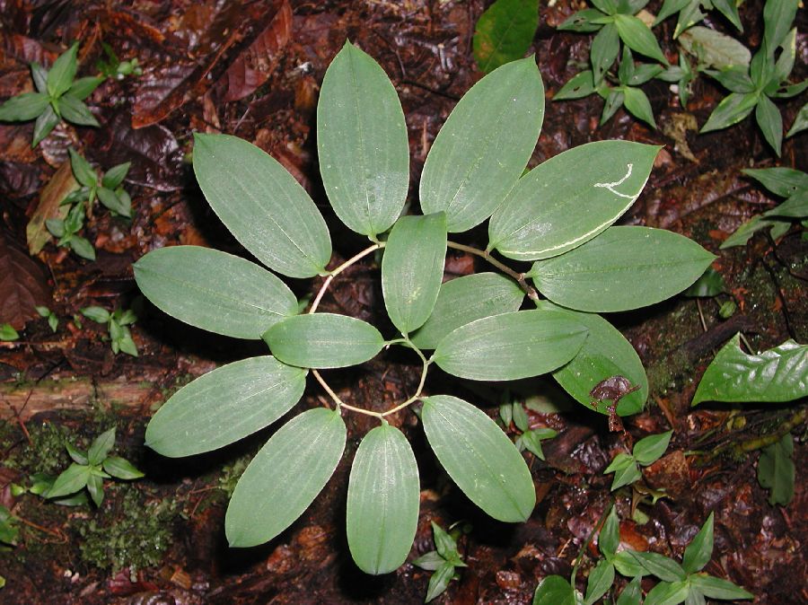 Alstroemeriaceae Bomarea suberecta
