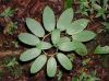 image of Bomarea suberecta