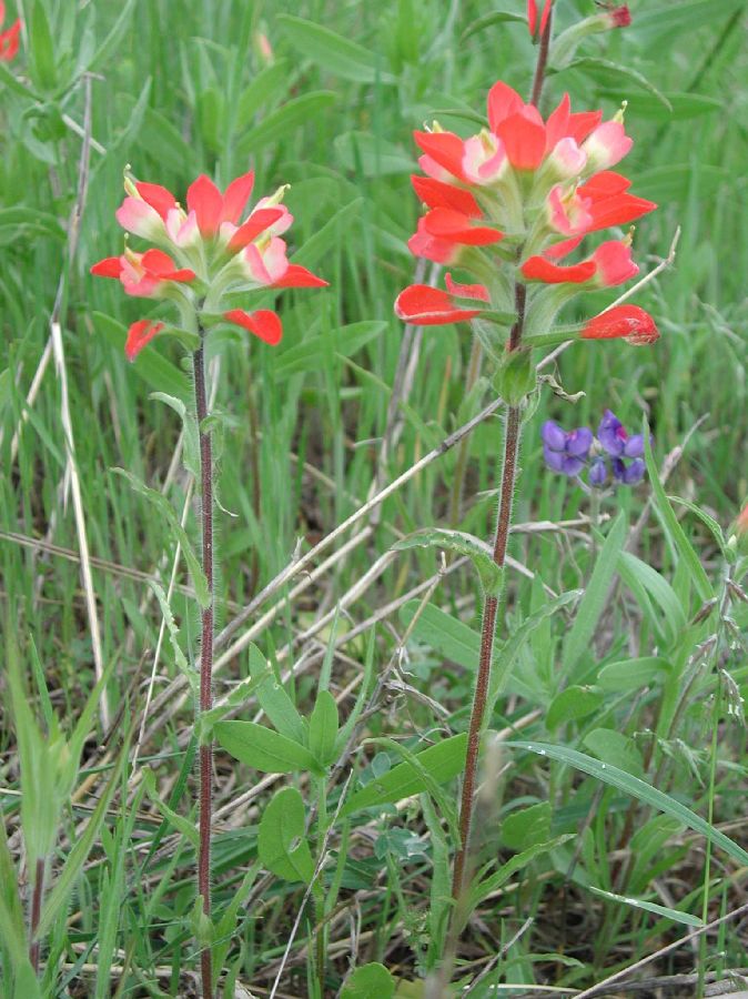 Orobanchaceae Castilleja 