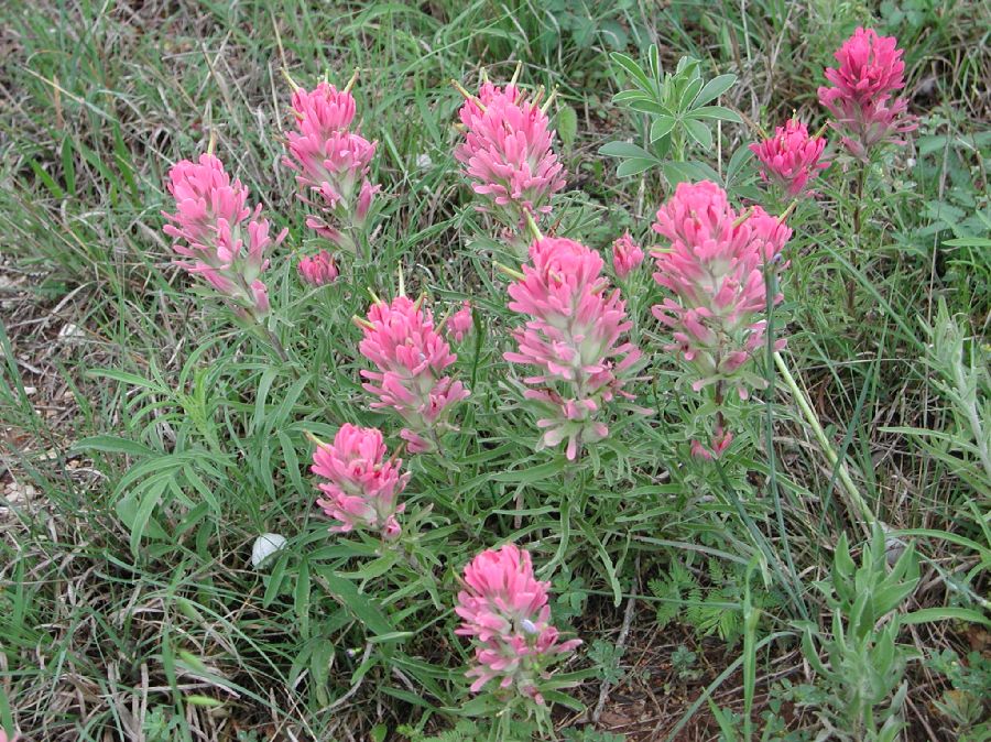 Orobanchaceae Castilleja 