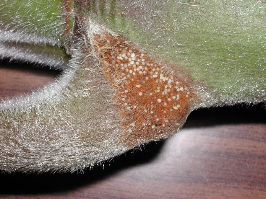 Urticaceae Cecropia 