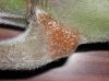 image of Cecropia 