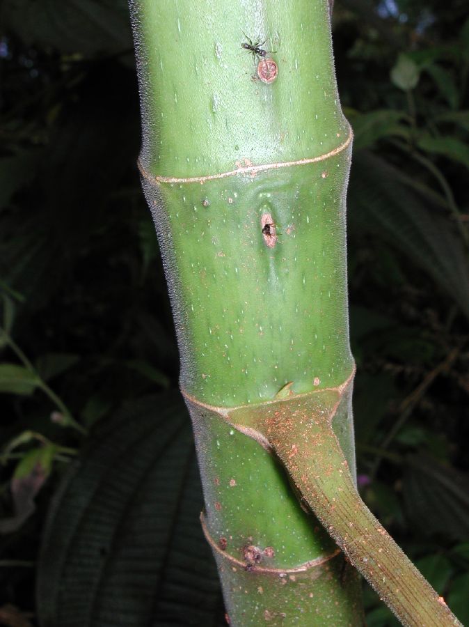 Urticaceae Cecropia 