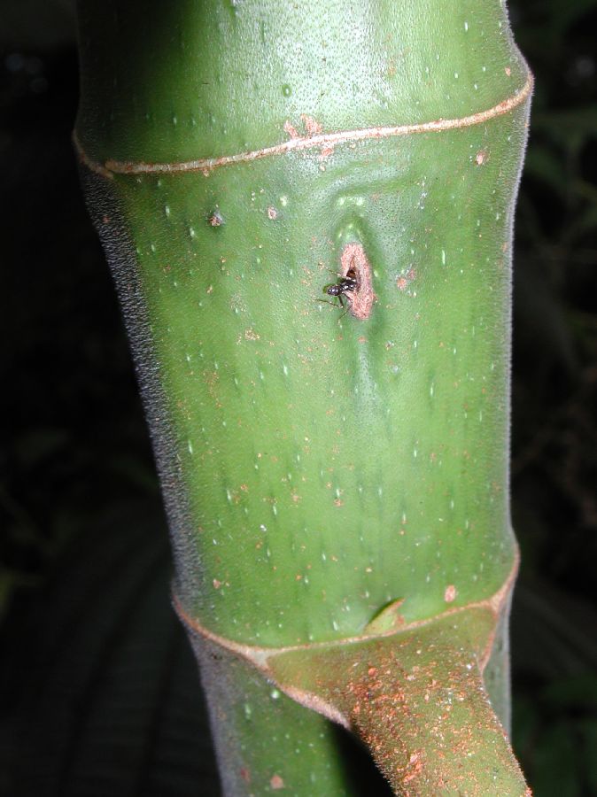 Urticaceae Cecropia 