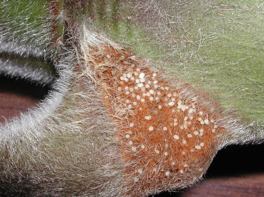 Urticaceae Cecropia 