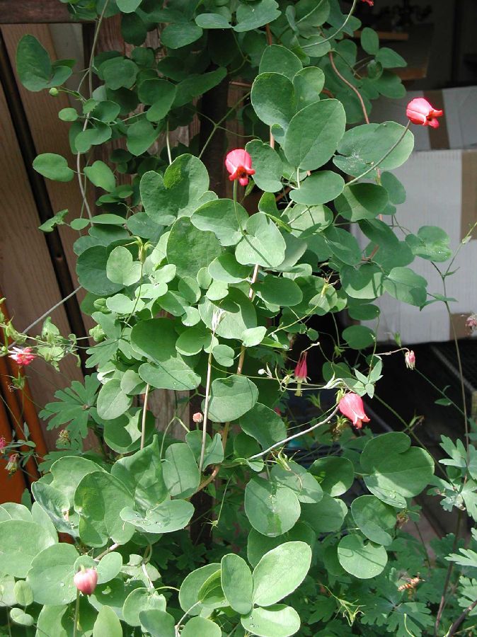 Ranunculaceae Clematis texana