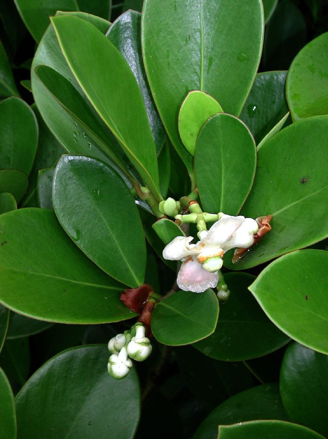 Clusiaceae Clusia uvitana