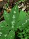 image of Smilax 