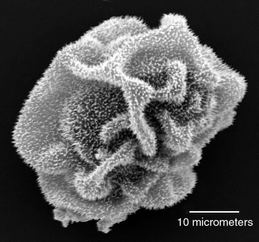 Dryopteridaceae Maxonia apiifolia