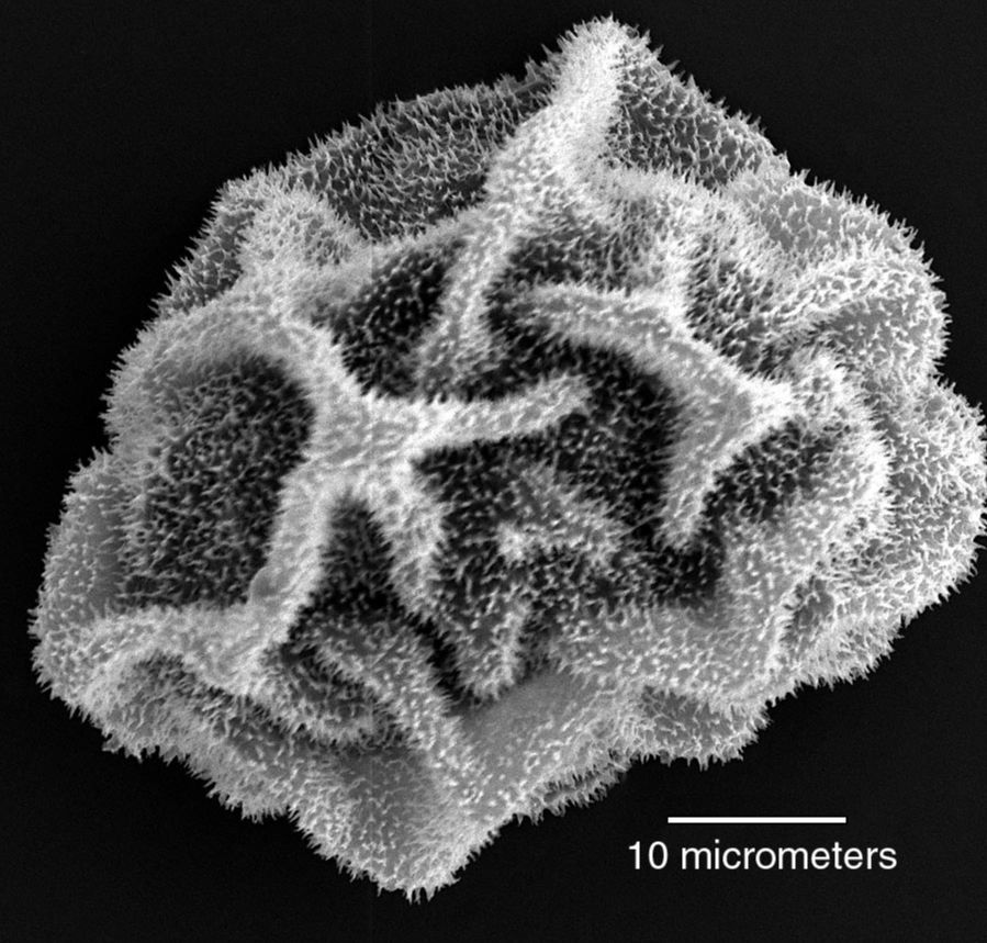 Dryopteridaceae Maxonia apiifolia