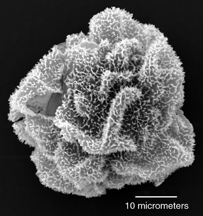 Dryopteridaceae Maxonia apiifolia