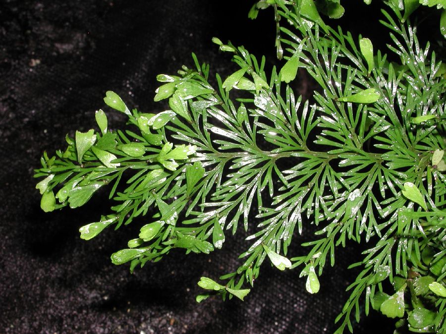 Aspleniaceae Asplenium daucifolium