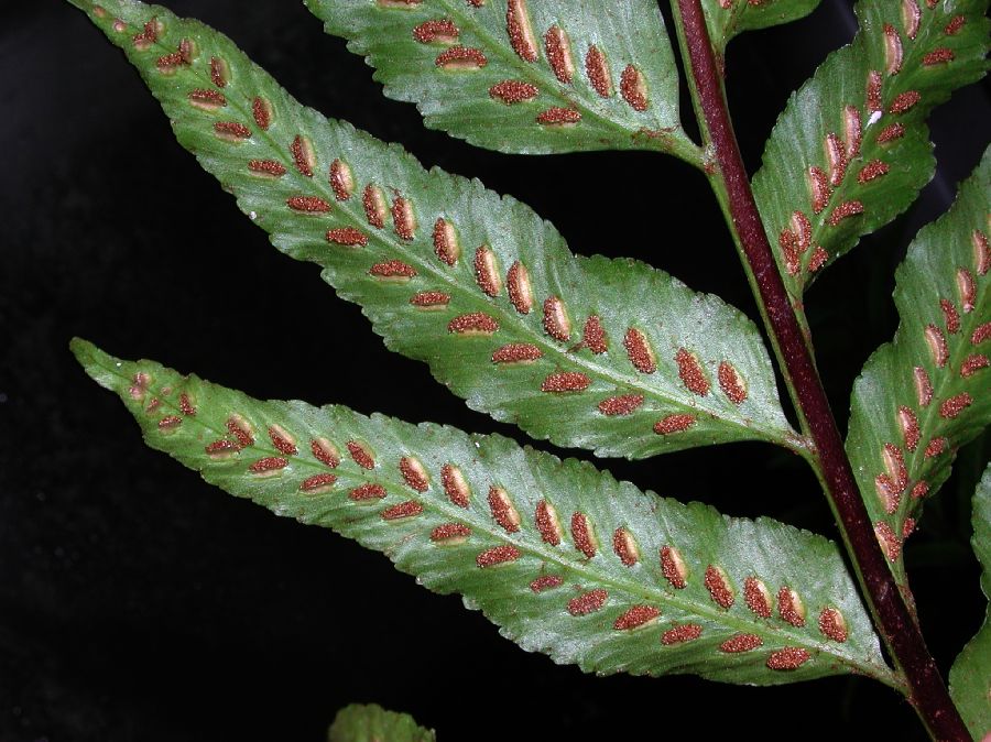 Aspleniaceae Asplenium feei