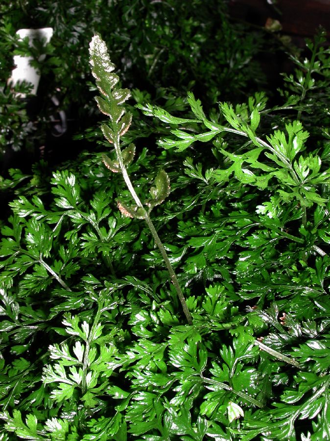 Lomariopsidaceae Bolbitis heteroclita