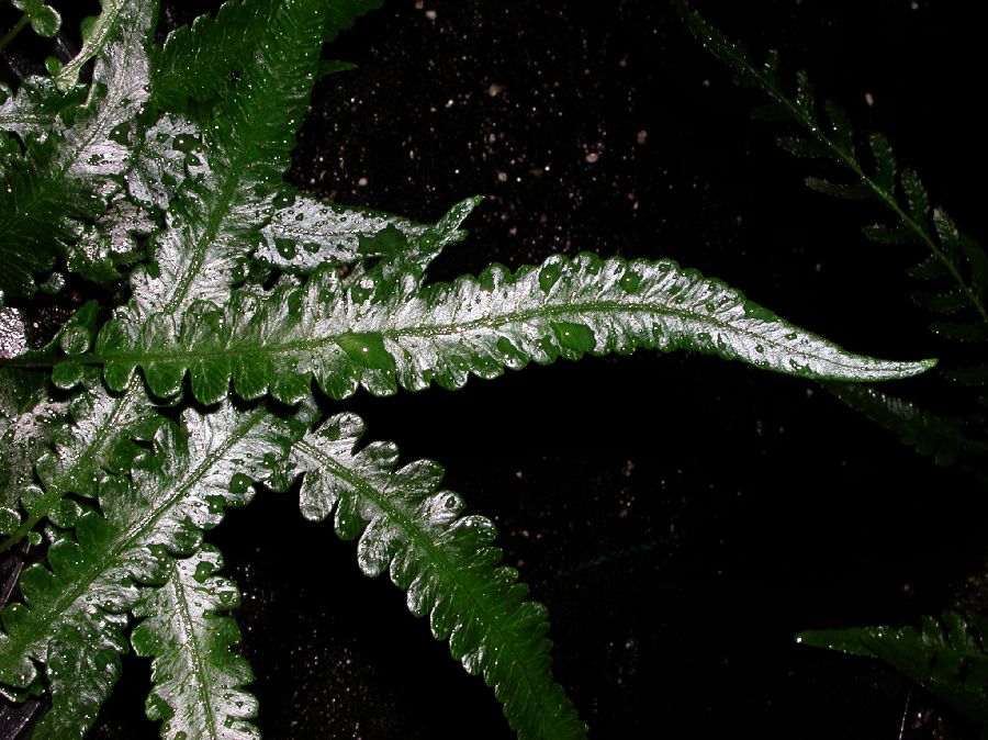 Athyriaceae Diplazium tomitaroanum