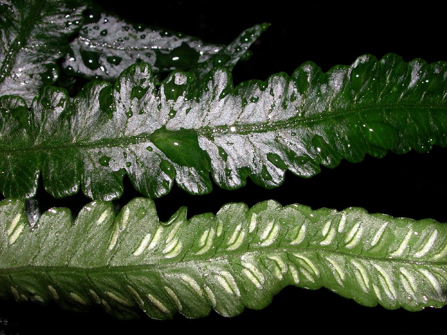 Athyriaceae Diplazium tomitaroanum
