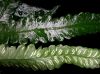 image of Diplazium tomitaroanum