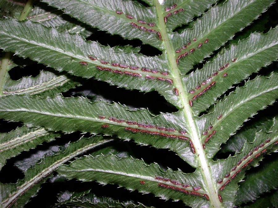 Blechnaceae Doodia media