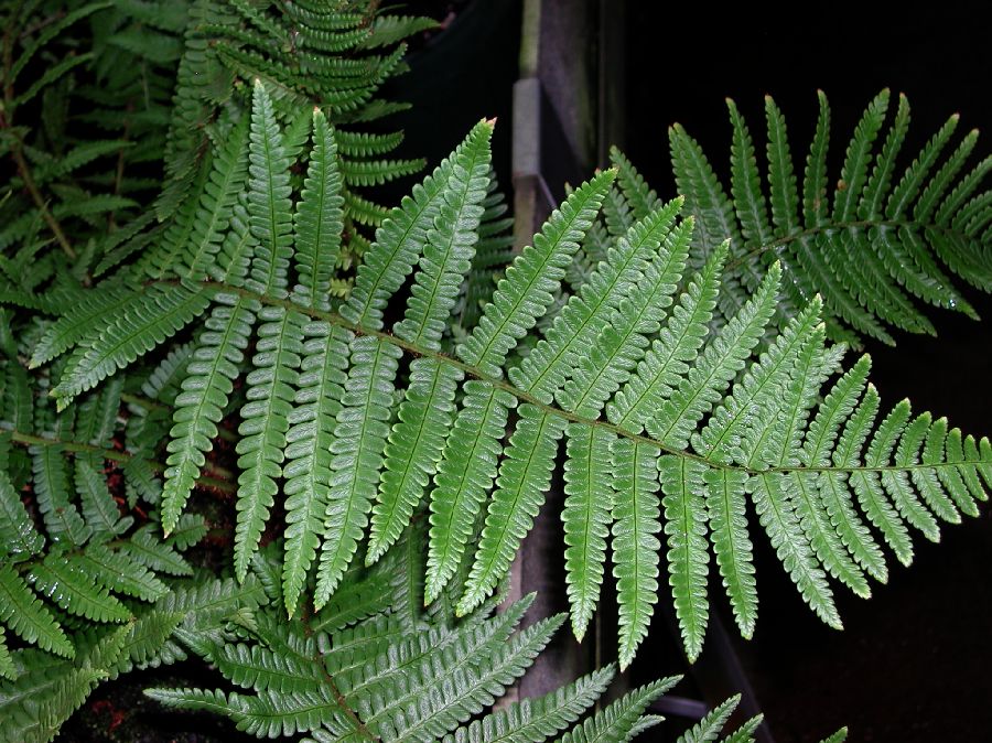 Dryopteridaceae Dryopteris affinis