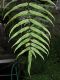 image of Goniophlebium percussum